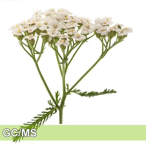 暫時停售 - Yarrow-西洋蓍草